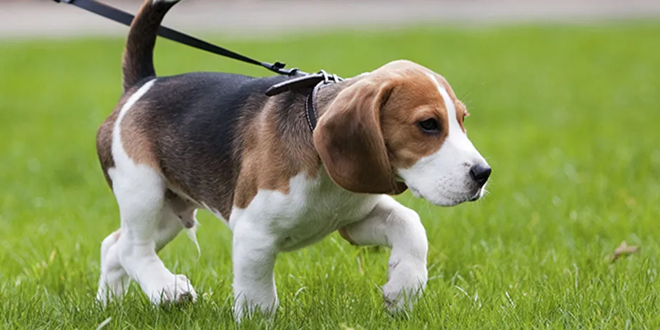 O beagle é uma das raças de cachorros de porte médio mais famosas. Conheça mais dele aqui.