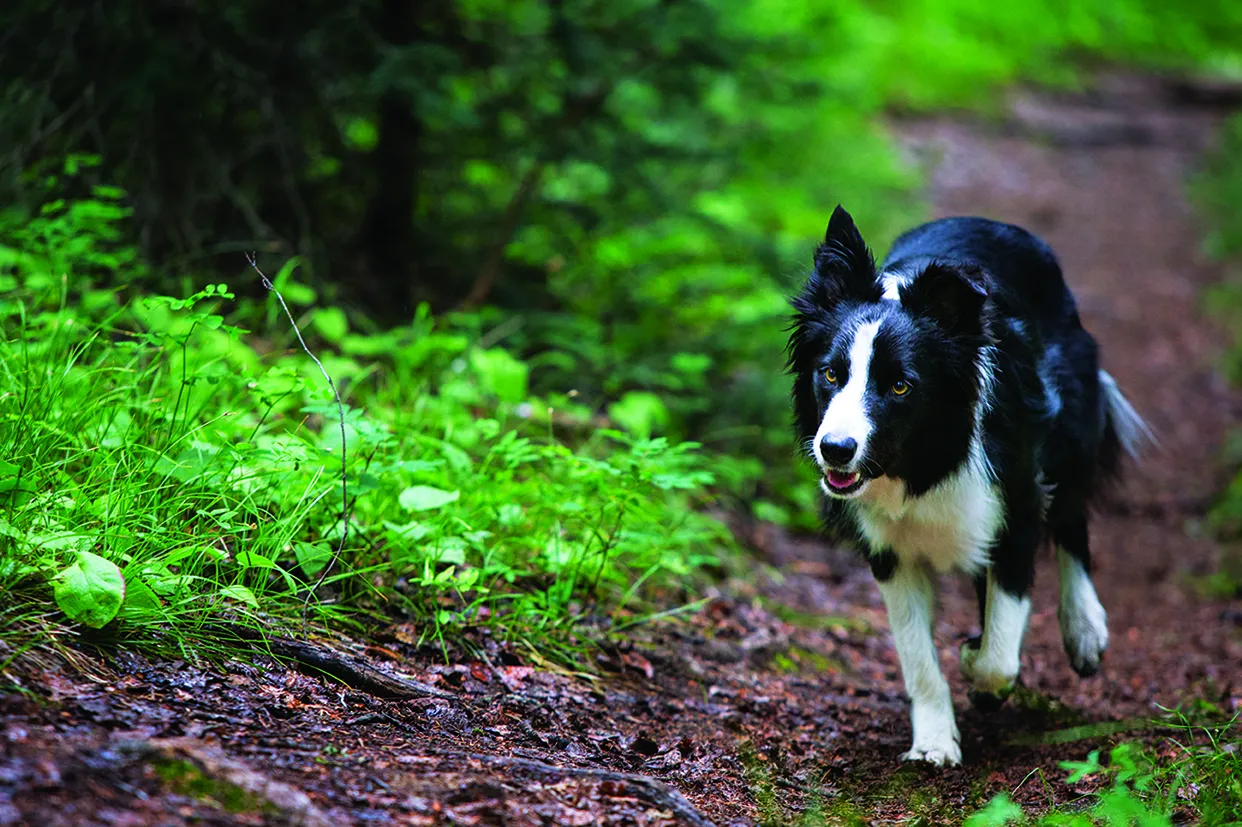 O border collie é a representação física da energia, raça de cachorros de porte médio trabalhadora e amorosa.