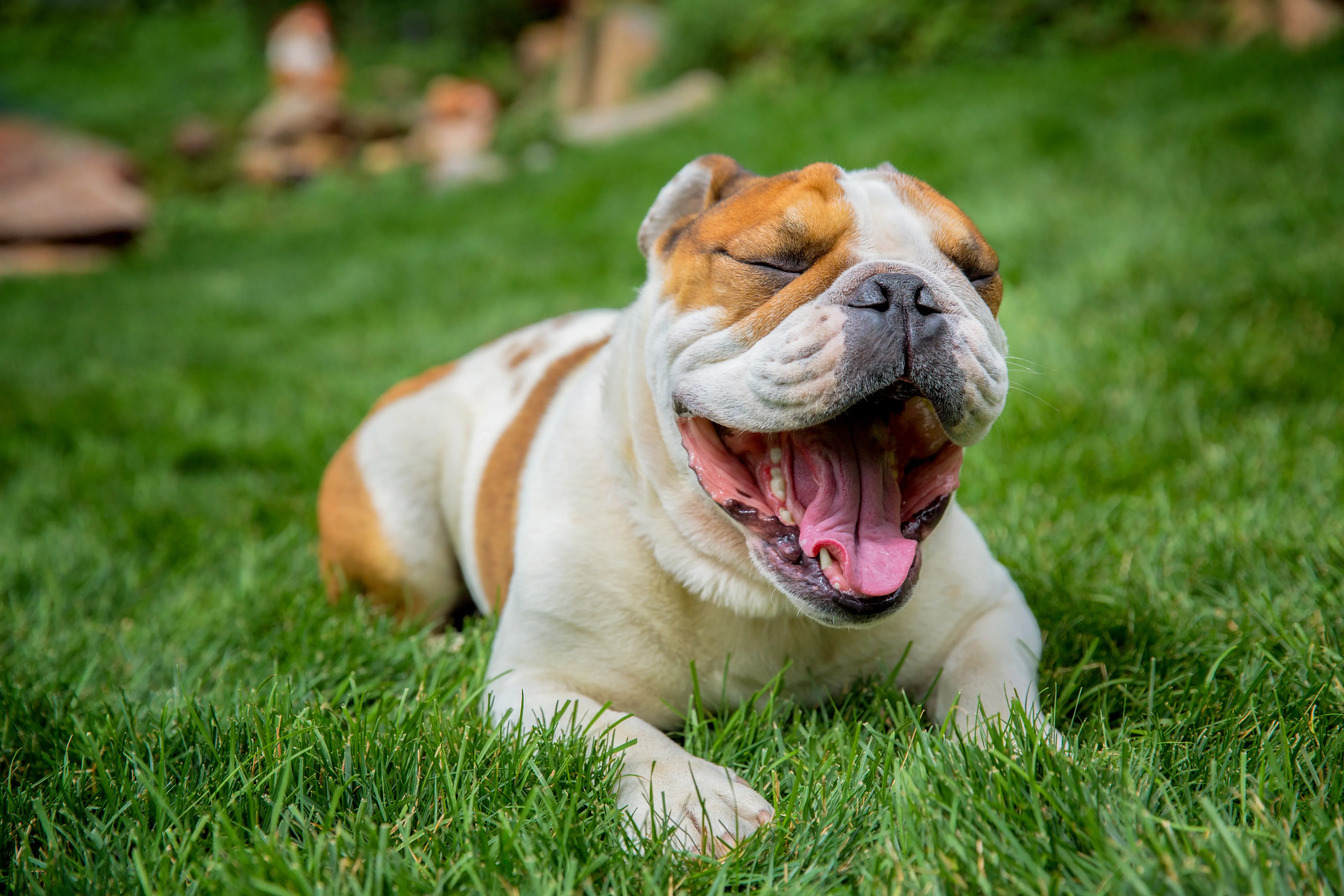 O amor pode vir em um pacotinho cheio de rugas. O bulldog é uma das raças de cachorro de porte médio mais amadas.