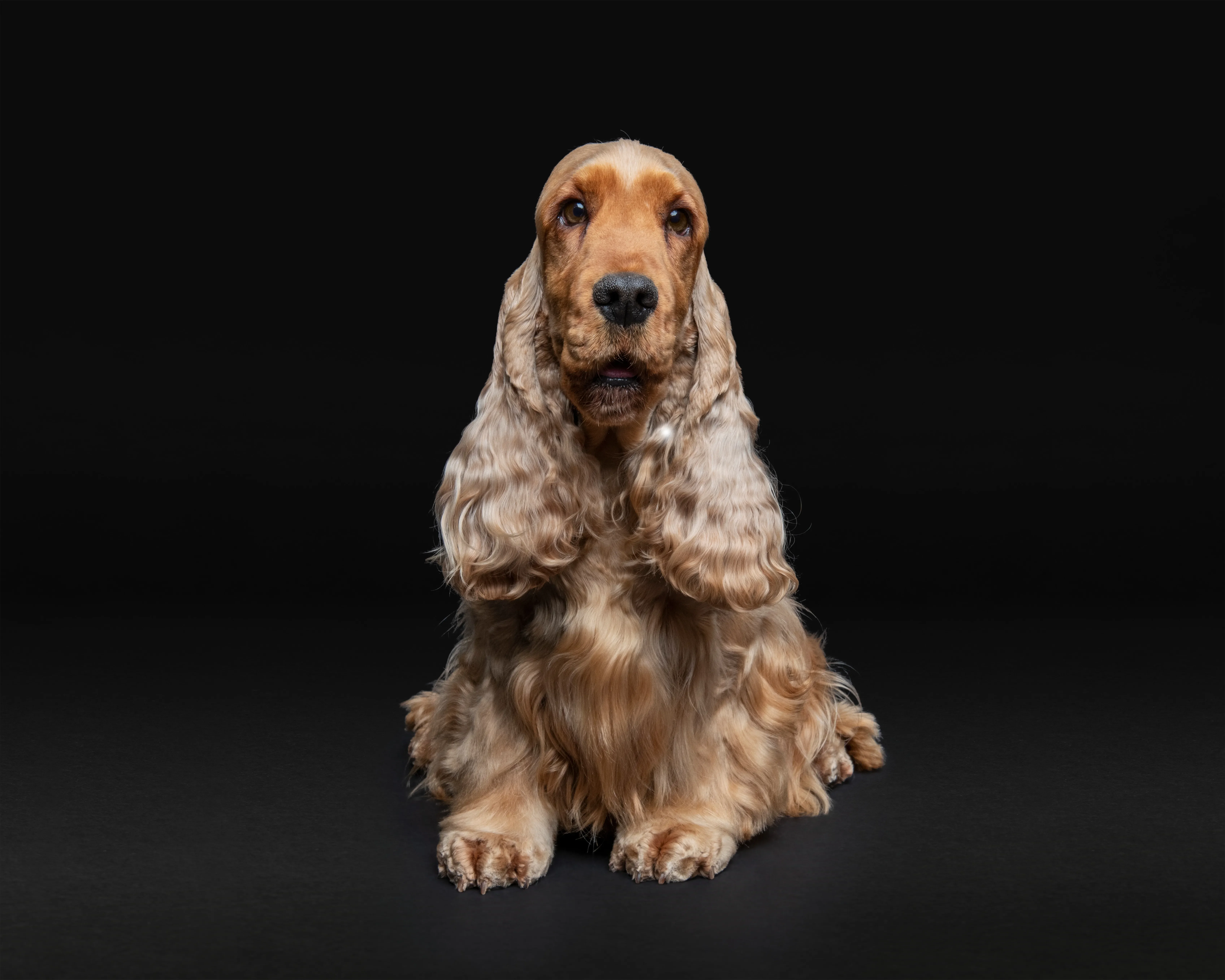 Uma das raças de cachorros de porte médio mais fáceis de adestrar é o cocker spaniel