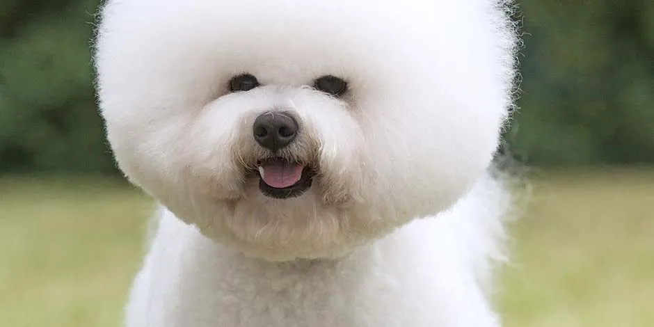 Raças de cachorros pequenos como este exemplar de bichon frisado branco, de pé, sorrindo no meio de um prado.