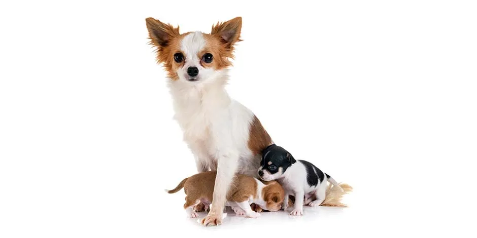 Raças de cachorros pequenos como esta mãe chihuahua branco e marrom, na companhia de dois de seus filhotes.