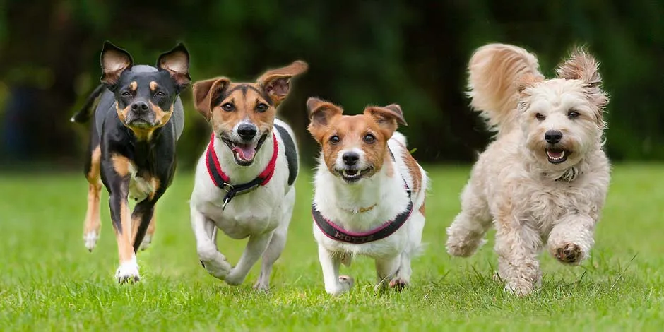 Quatro cães de diferentes raças de cachorros pequenos correndo em linha em um parque.  