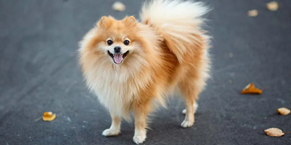 Raças de cachorros pequenos como esta pomerânia dourado, sorrindo no meio da rua ao lado de várias folhas caídas durante o outono. 