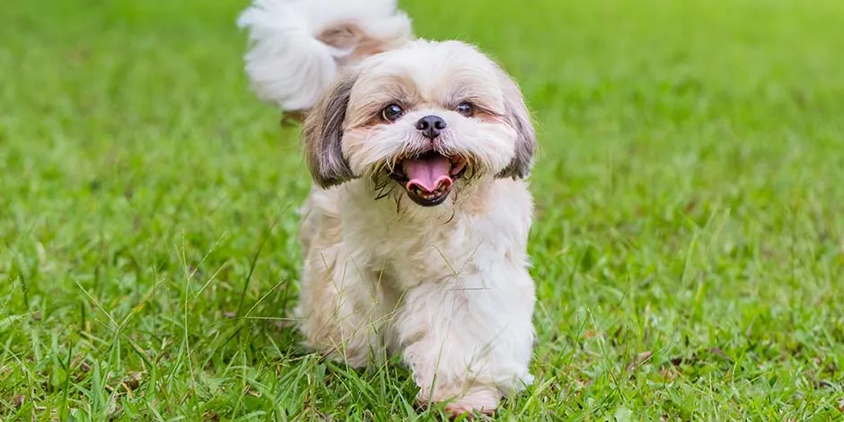 Raças de cachorros pequenos como este Shih Tzu, caminhando sorrindo em direção à câmera, no meio de um parque. 