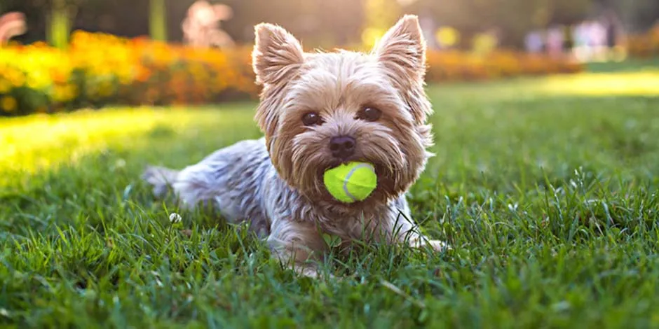 Raças de cachorros pequenos. Este Yorkshire bege está deitado no gramado tomando sol, enquanto segura uma bola com o focinho.