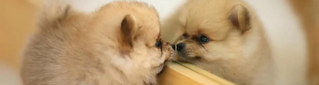 Raças pequenas de cachorros como este filhote de pomeranian, de pé, olhando-se em um espelho.