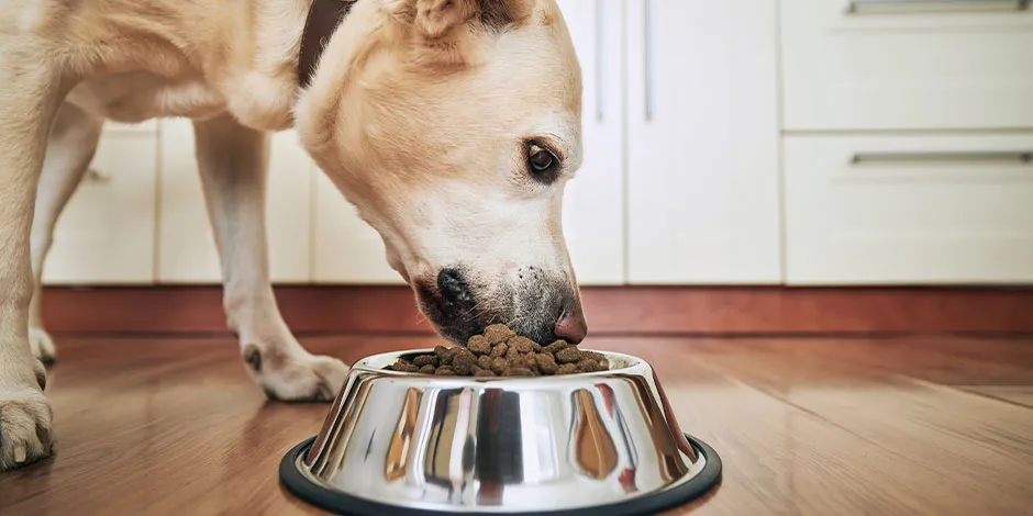 Labarador comendo da sua tigela para cachorros de inox com antiderrapante