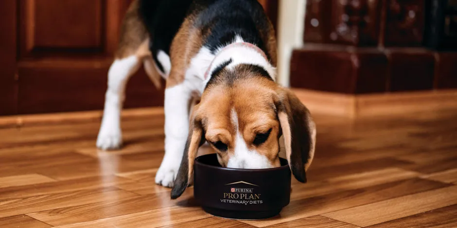 Escolha uma tigela para cachorros apropriada para a altura do seu pet.