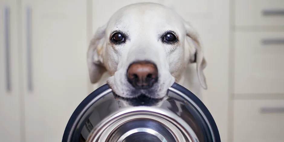 Labrador segurando sua tigela para cachorros com o focinho.