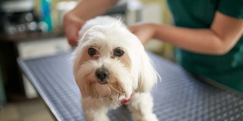 Profissional da saúde preparando um cachorro branco pequeno para receber sua vacina para cachorro