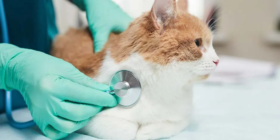 Algumas vacinas para gatos, para terem maior eficácia, precisam ter reforços. Peça assessoria do veterinário sobre doses e frequências.