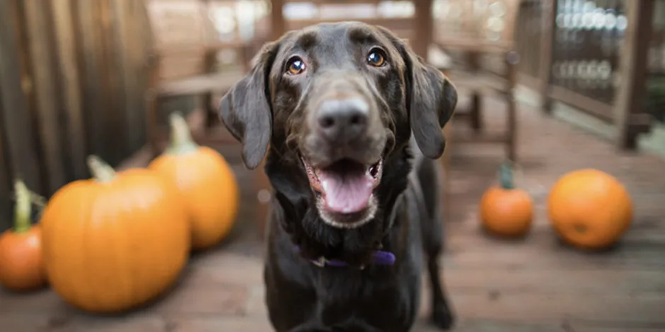 Cachorro labrador com abóboras, uma das verduras que cachorro pode comer