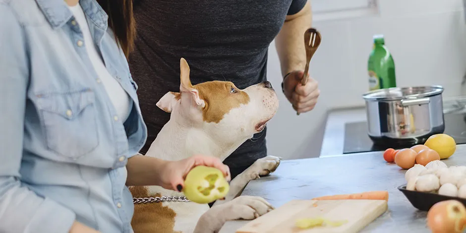 Casal com seu cachorro na cozinha, evitando uma das verduras que cachorro não pode comer