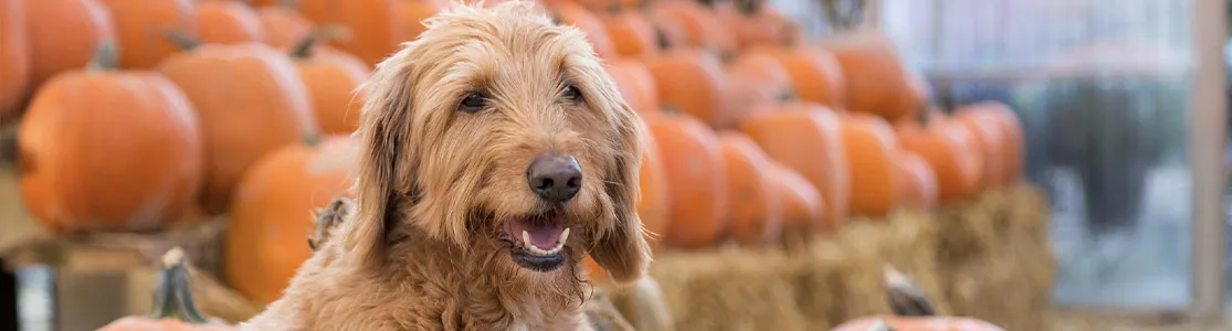 Cachorro com abóboras, uma das verduras que cachorro pode comer