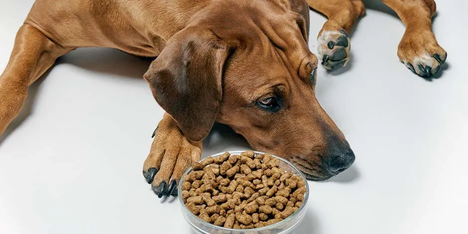 Cão dodói esperando alimentação saudável para cachorro