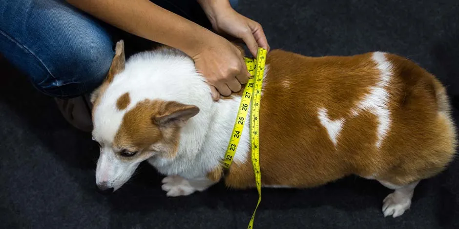 Alimentação saudável para cachorro com obesidade