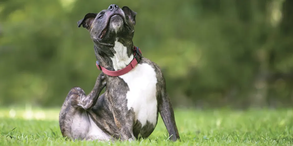 O veterinário poderia sugerir o consumo de alimento hidrolisado se seu cachorro tiver alergia