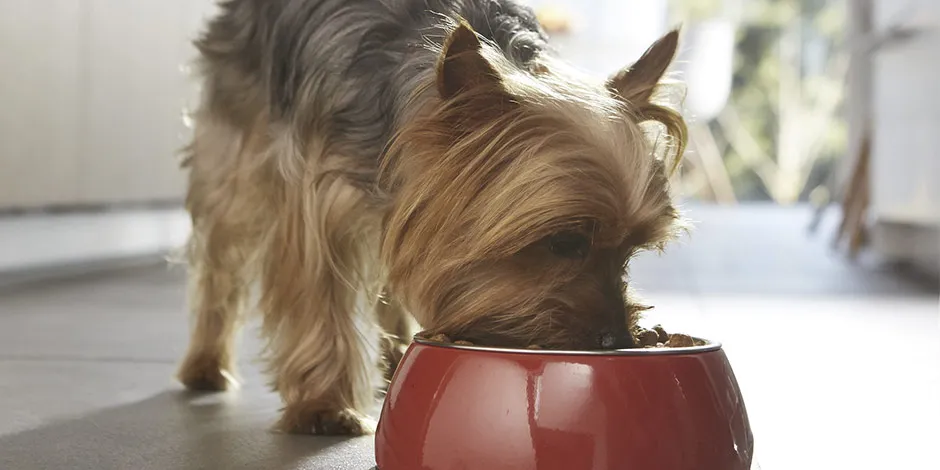 Como mudar a ração do cachorro? Yorkie fazendo a transição.