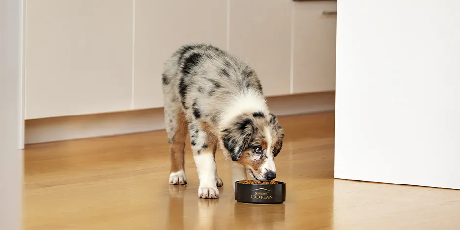 Como mudar a ração do cachorro? Pastor Australiano fazendo a transição.