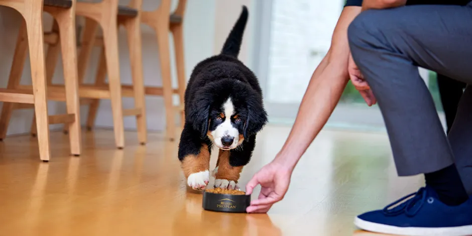 Como mudar a ração do cachorro? São Bernando fazendo a transição.