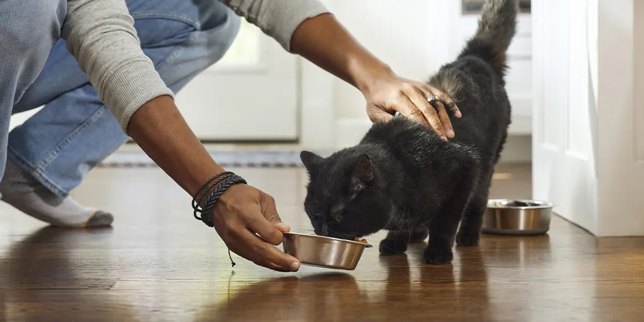 Saiba o que comem os gatos e alimente bem seu pet. Gato comendo perto do seu dono