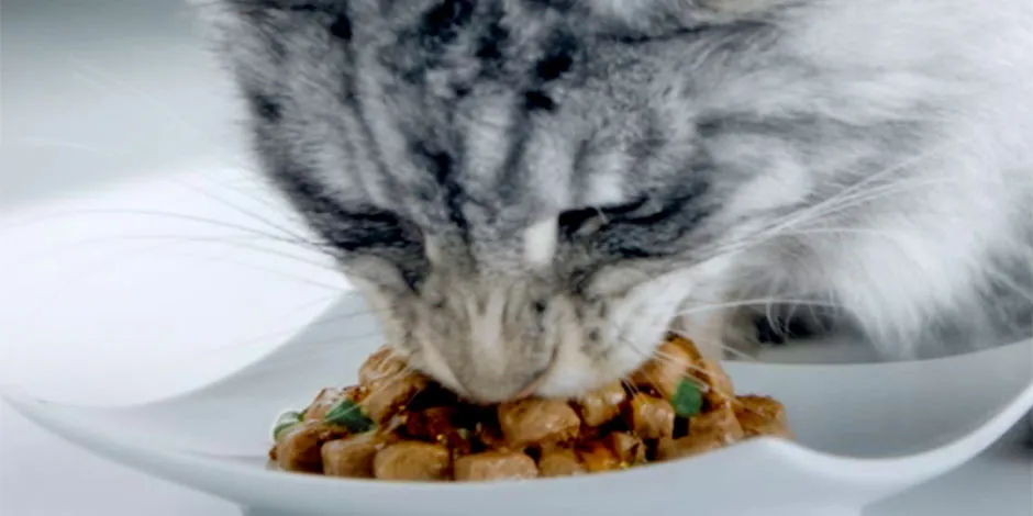 Saiba o que comem os gatos e alimente bem seu pet. Gato comendo ração úmida na tigela