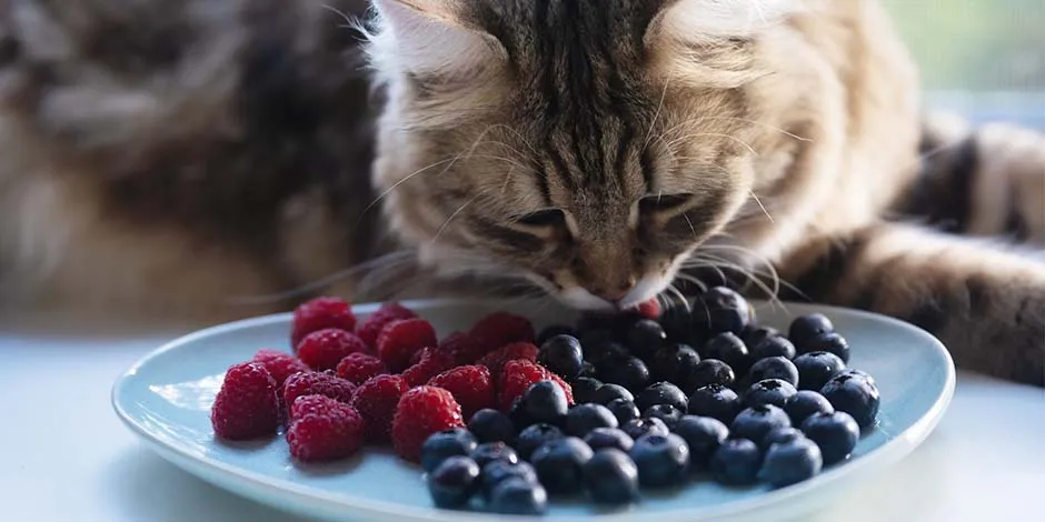 o que gato não pode comer. Existem alimentos aptos e outros não.