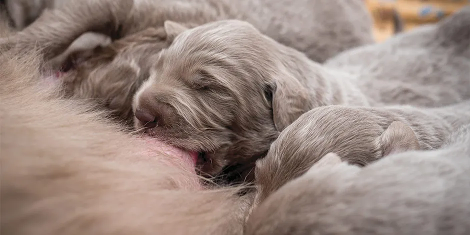 Cachorro filhote pode comer ração de adulto? Filhote mamando