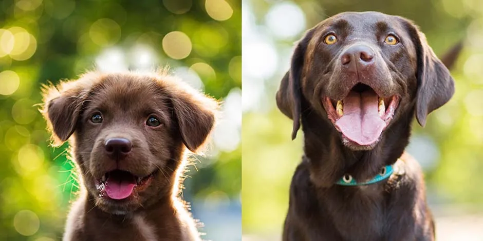 Cachorro filhote pode comer ração de adulto? Evolução de um cão labrador