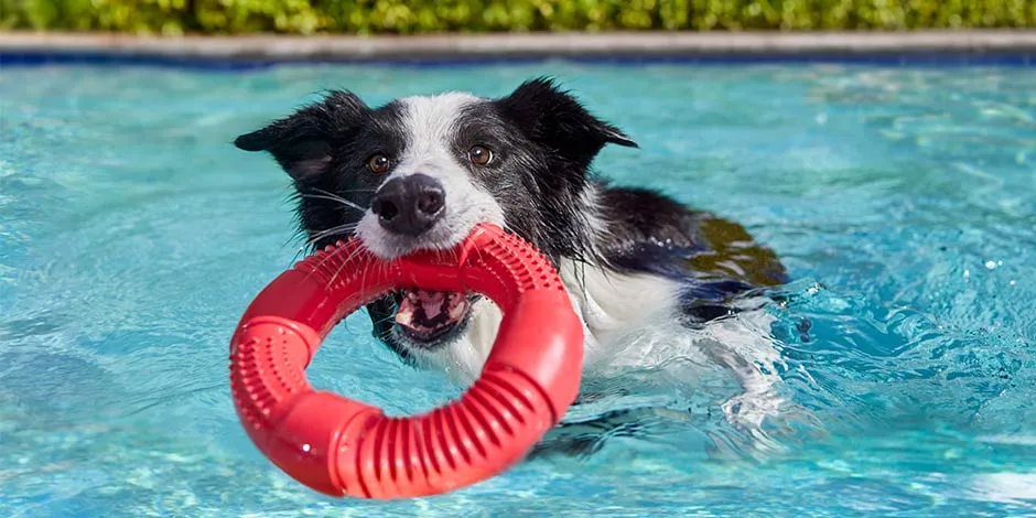 Cachorro filhote pode comer ração de adulto? Border Collie na piscina