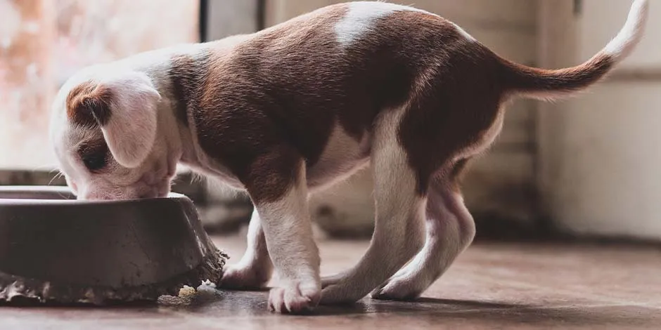 Cachorro filhote pode comer ração de adulto? Conheça os detalhes e lhe ofereça a nutrição apropriada