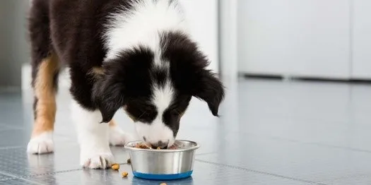 Border collie comendo seu alimento com fibra para cachorros.