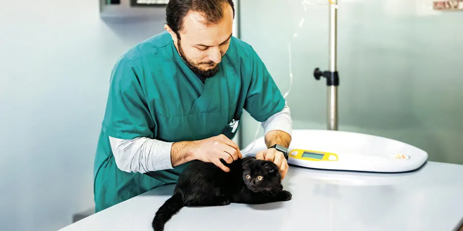 Meu gato não bebe água. Veterinário revisando um gato desidratado.