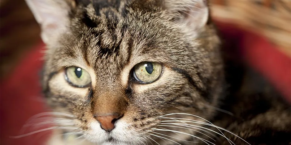 Aprenda o que come um gato idoso como esse da foto.