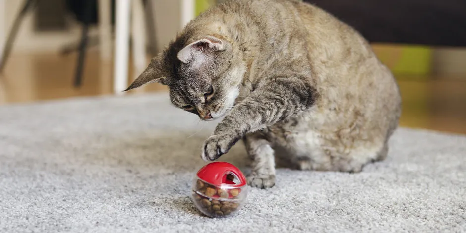 Estimule seu pet com petiscos para gato. Gato com brinquedo.