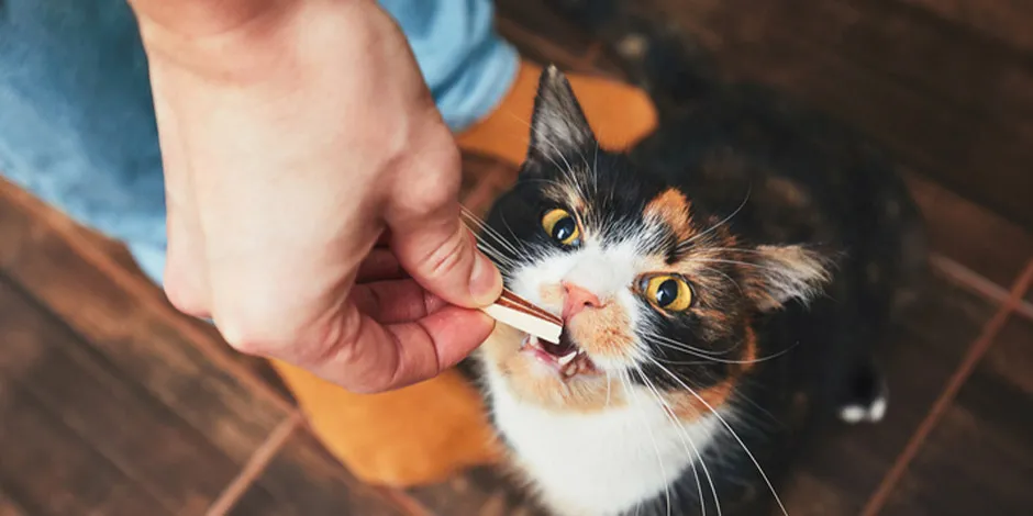 Os petiscos para gato, oferecidos do jeito correto, podem aportar muitos benefícios. Gatinho recebendo um petisco.