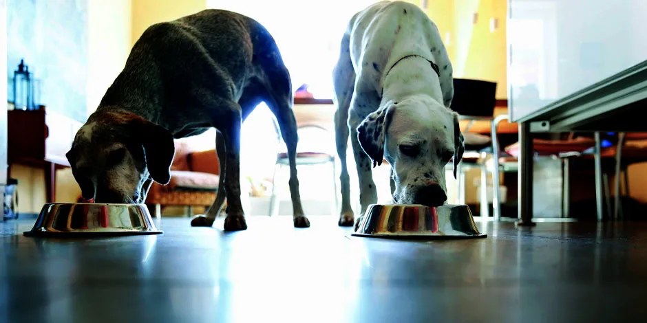 Ração gastrointestinal cachorro: dois cães de raça grande comendo da tigela