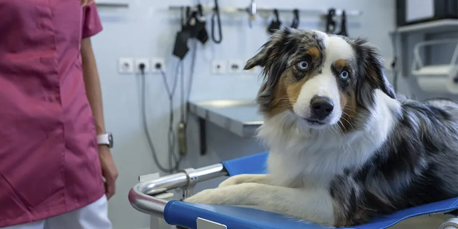 Ração gastrointestinal cachorro: ajuda a melhorar o bem-estar do trato digestivo.