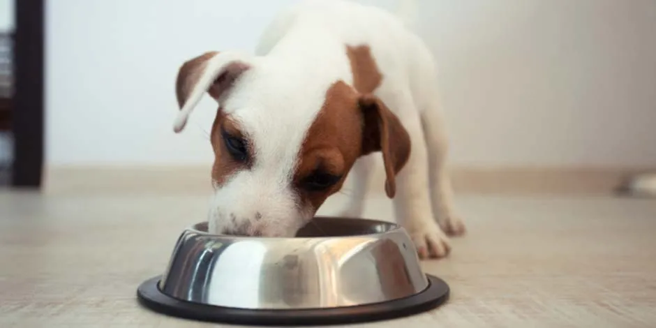 Ração gastrointestinal cachorro: filhote comendo da tigela.