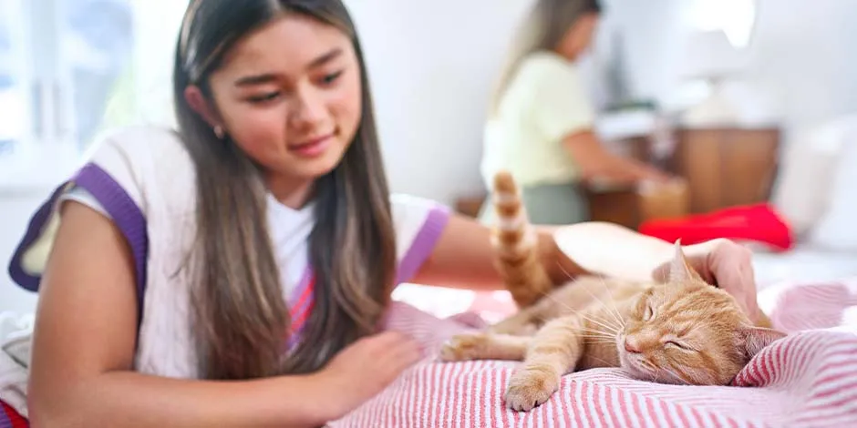 Saiba qual é a quantidade apropriada de ração úmida para gatos. Gato deitado