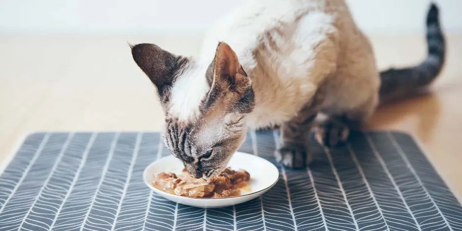 Saiba qual é a quantidade apropriada de ração úmida para gatos. Filhote comendo