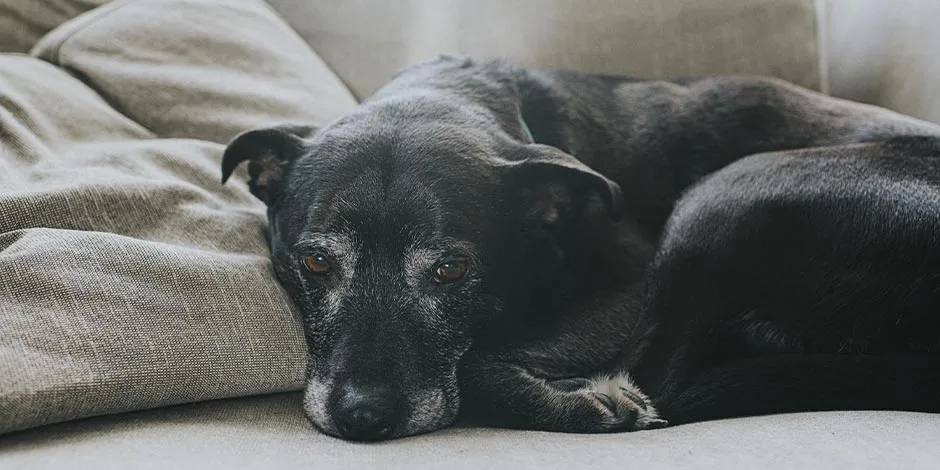 A alimentação para cachorro idoso é fundamental nessa etapa da vida.