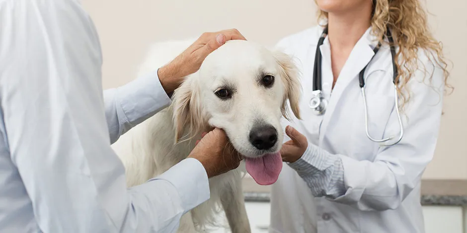 Veterinário revisando as articulações do cão