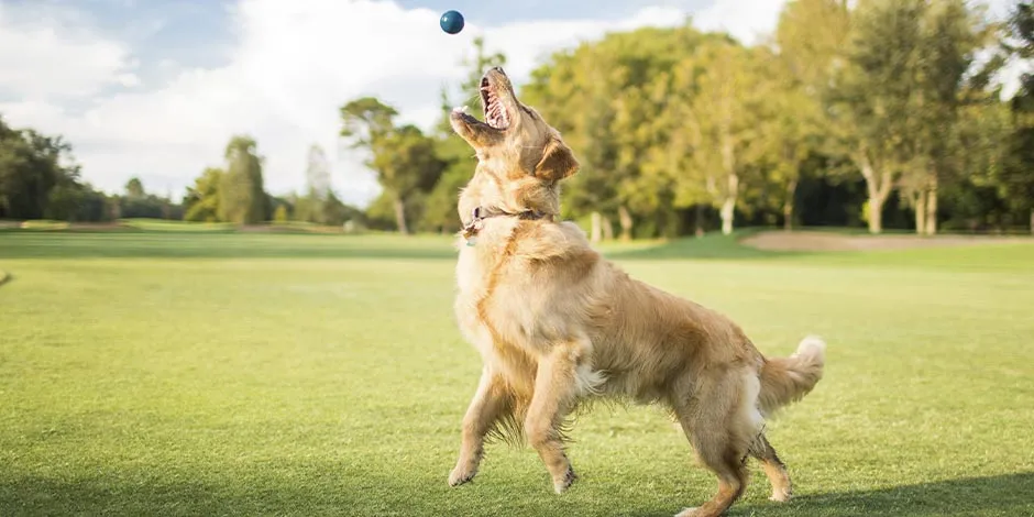 A atividade física pode ajudar a um cão com prisão de ventre.