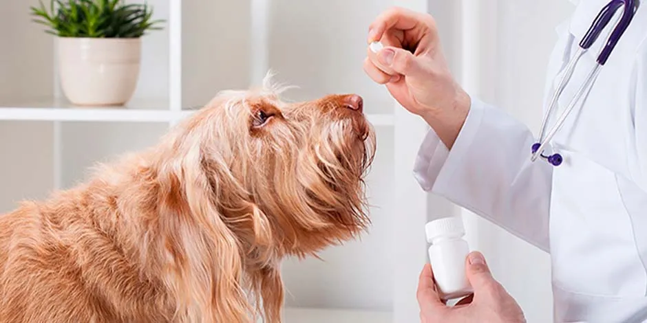 Cão com prisão de ventre recebendo medicação do veterinário.