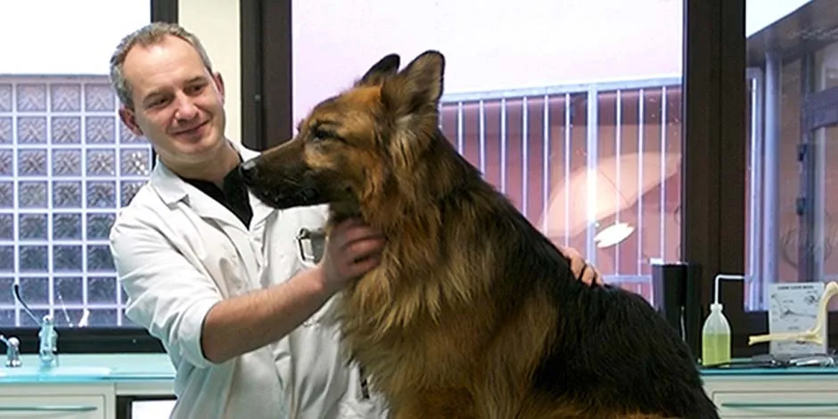 Cão com prisão de ventre em consulta veterinária.