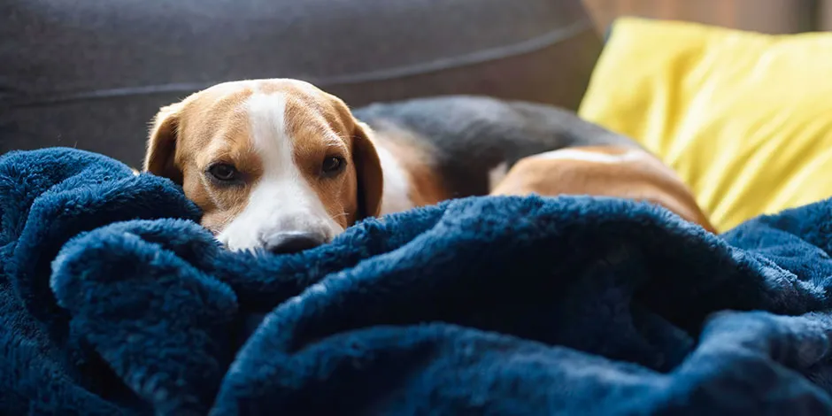 Cão com prisão de ventre e letargo.