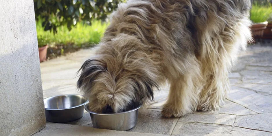 Meu cachorro não quer comer. Cão se alimentando.