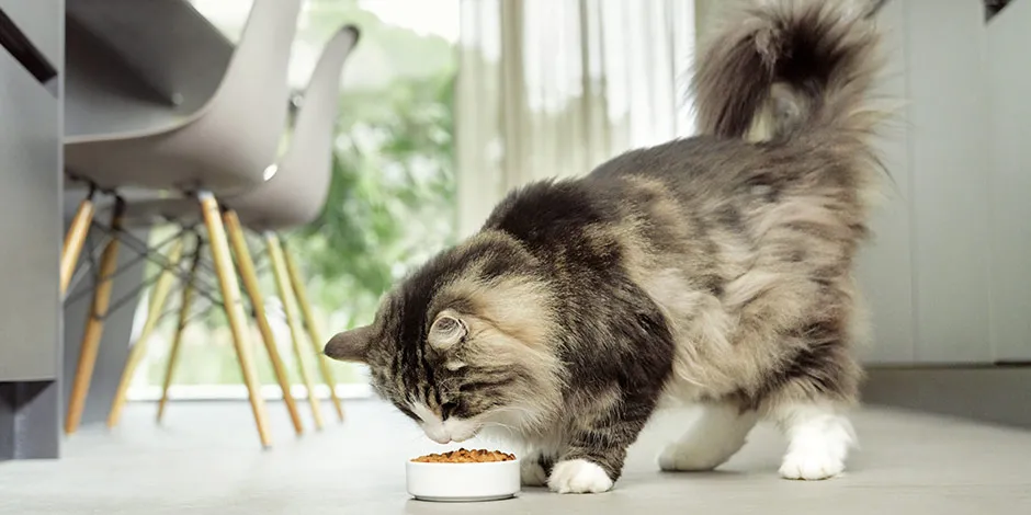 Uma boa nutrição é fundamental para cuidar da pelagem de gato